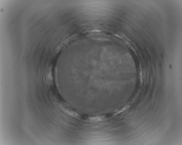 X0000070250516200606232011