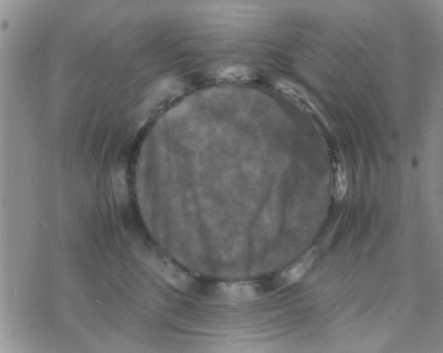 X0000070250520200606232011