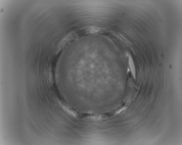 X0000070250524200606232011