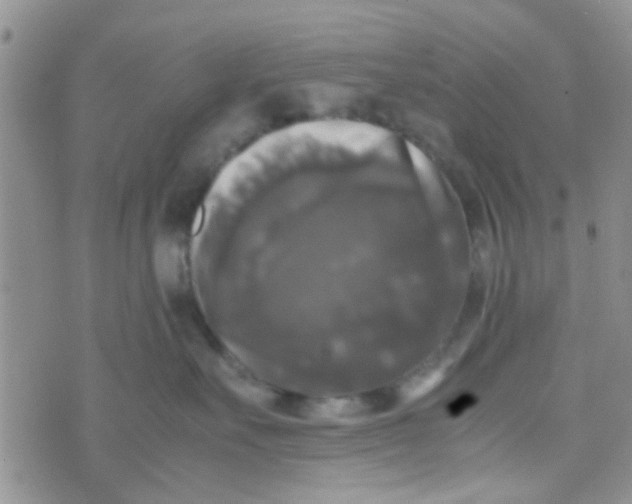 X0000070250527200606232011