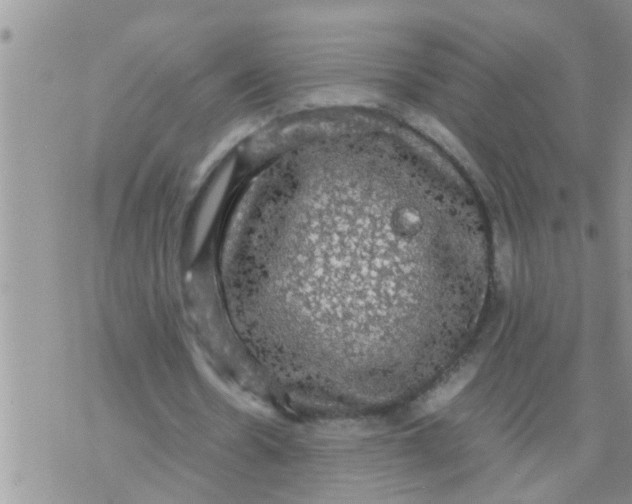 X0000070250530200606232010