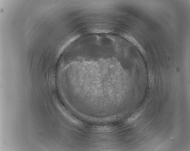 X0000070250533200606232010