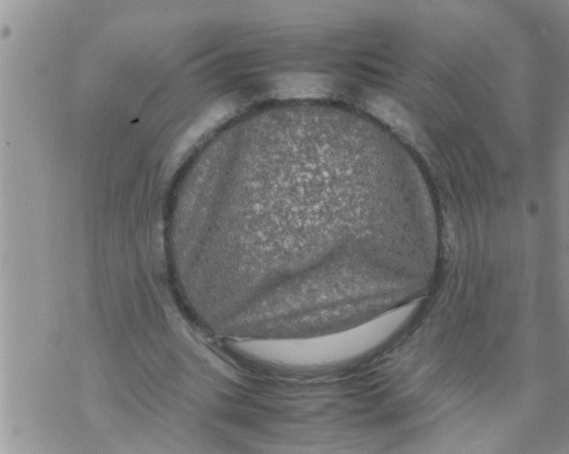 X0000070250535200606232010