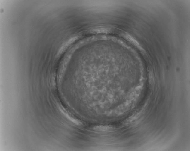 X0000070250537200606232010