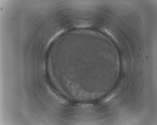 X0000070250539200606232010