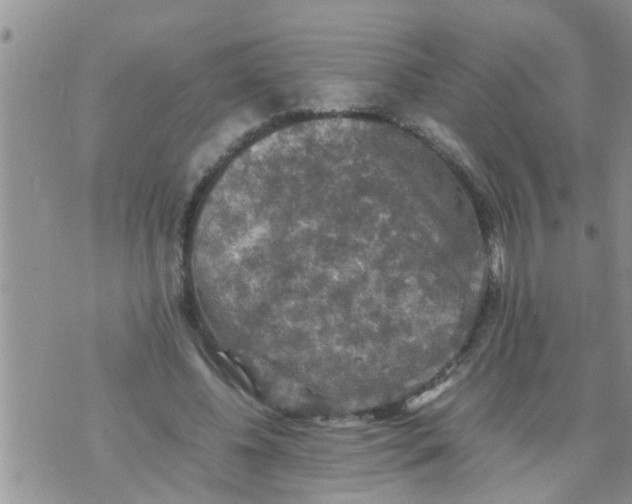 X0000070250540200606232010