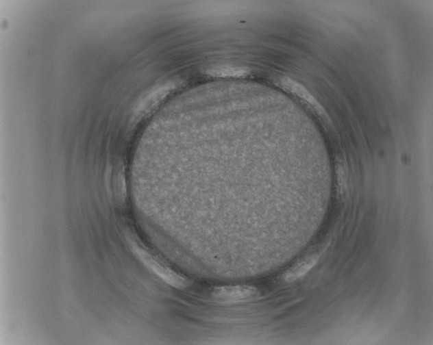 X0000070250541200606232010