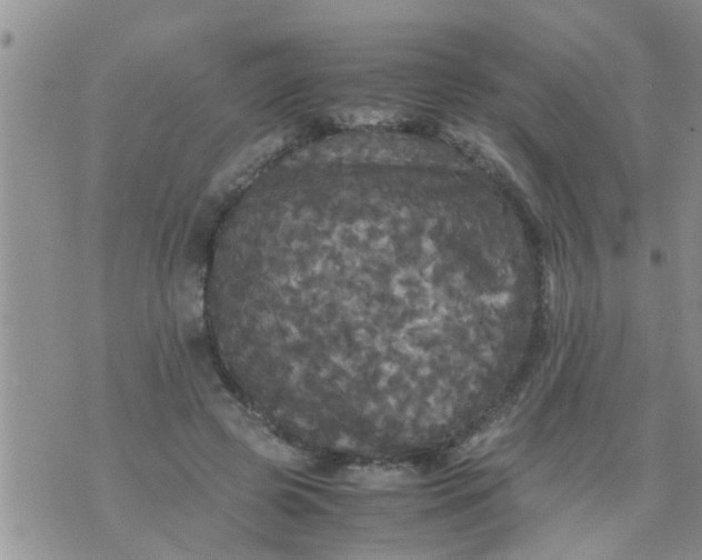 X0000070250545200606232010