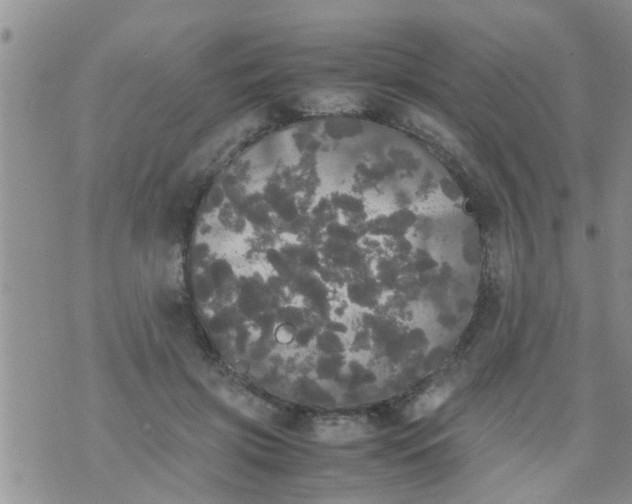 X0000070250549200606232010