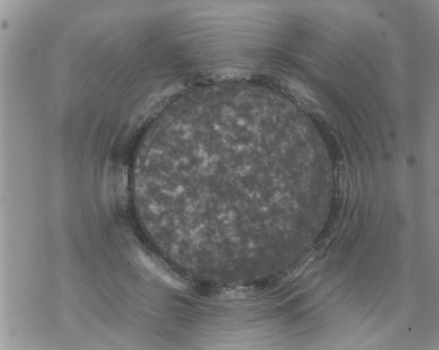 X0000070250550200606232010