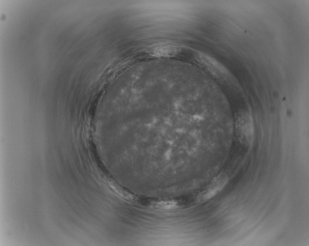 X0000070250554200606232010