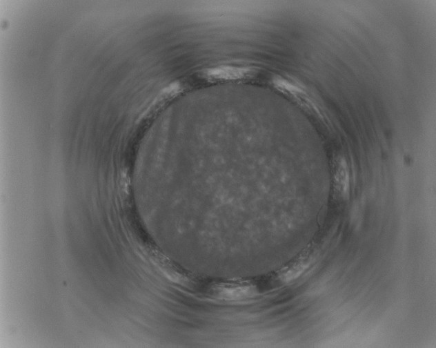 X0000070250555200606232010