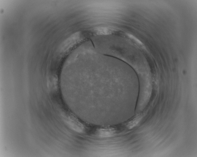 X0000070250556200606232010