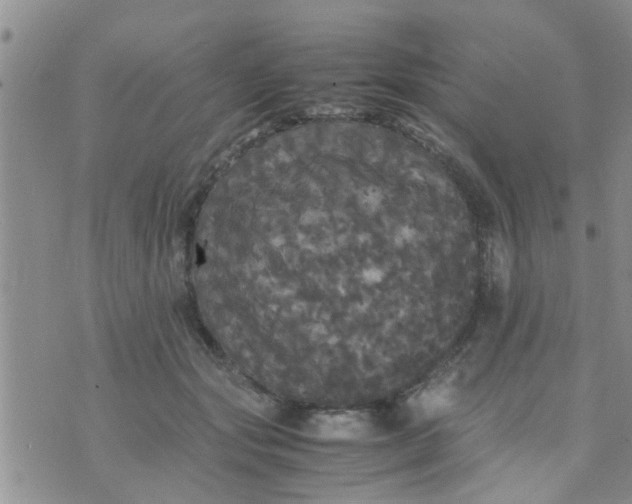 X0000070250557200606232010