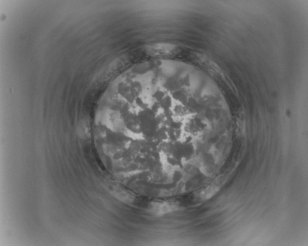 X0000070250561200606232010