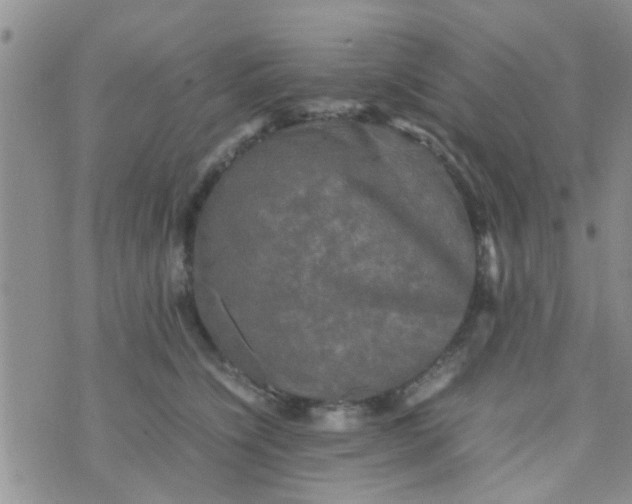 X0000070250564200606232010