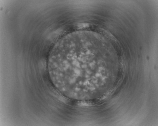 X0000070250565200606232011