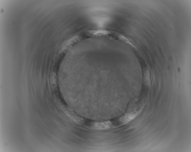 X0000070250571200606232011