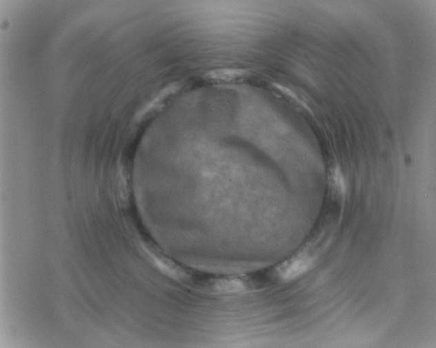 X0000070250572200606232011