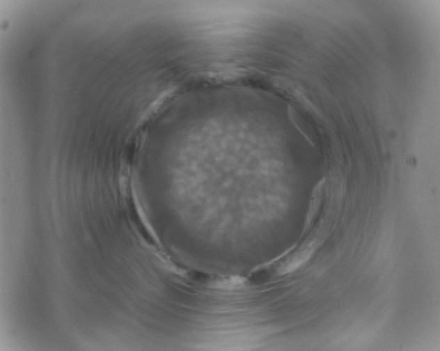 X0000070250576200606232011