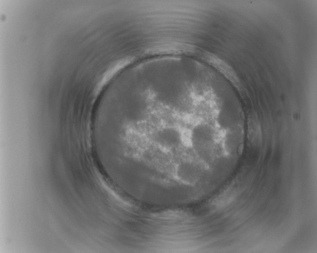 X0000070250578200606232010