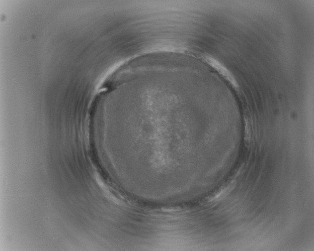 X0000070250580200606232010