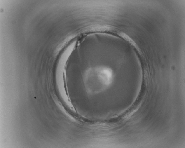 X0000070250581200606232010