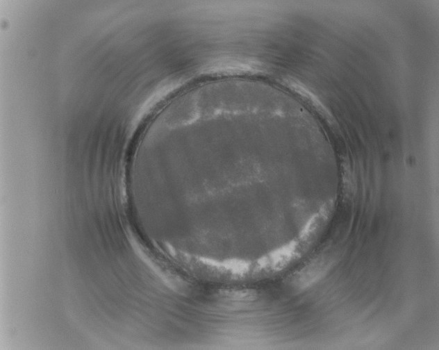 X0000070250582200606232010