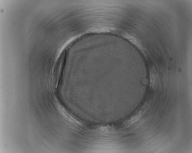 X0000070250584200606232010