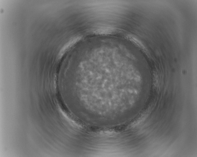 X0000070250586200606232010