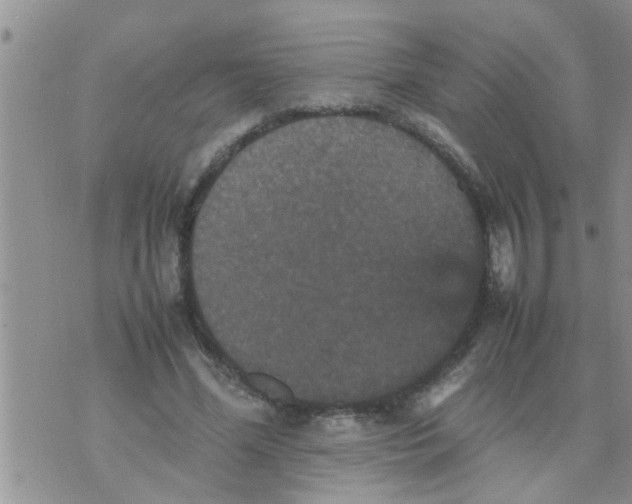 X0000070250588200606232010