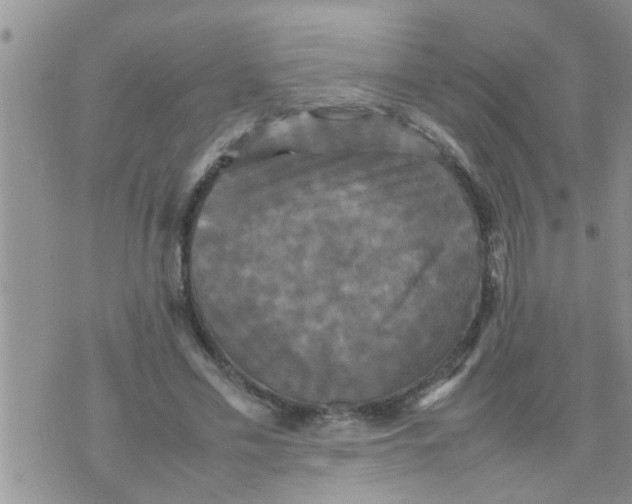 X0000070250589200606232010