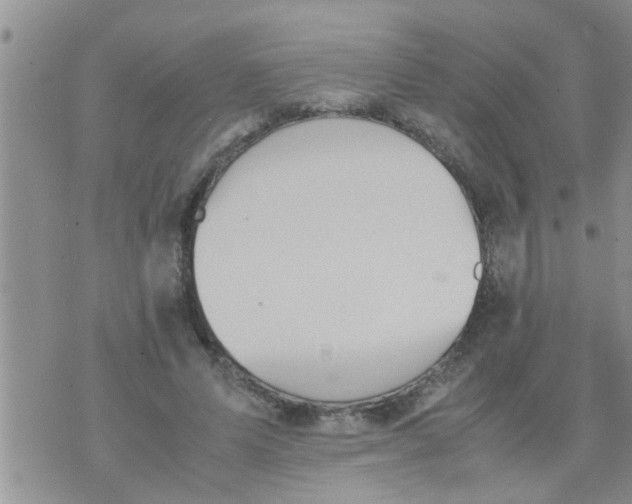 X0000070250591200606232010