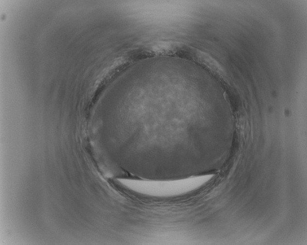 X0000070250593200606232010