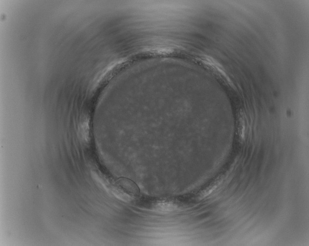 X0000070250596200606232010