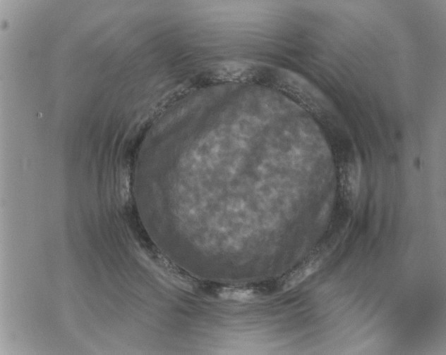 X0000070250602200606232009