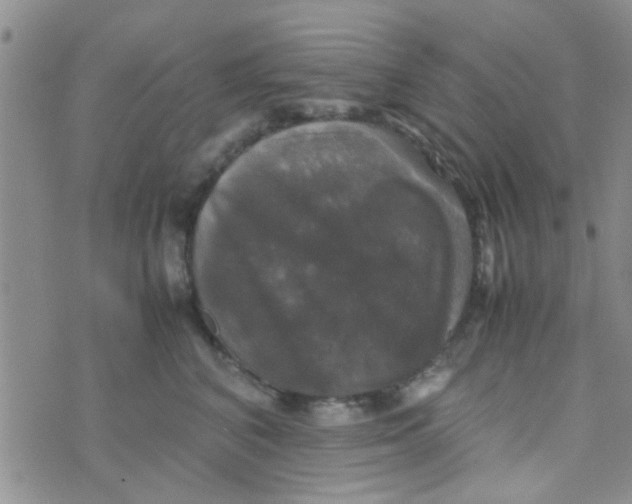 X0000070250616200606232009