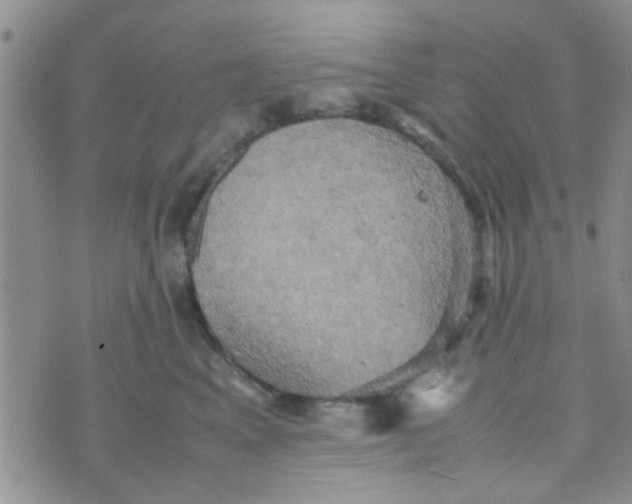 X0000070250617200606232009