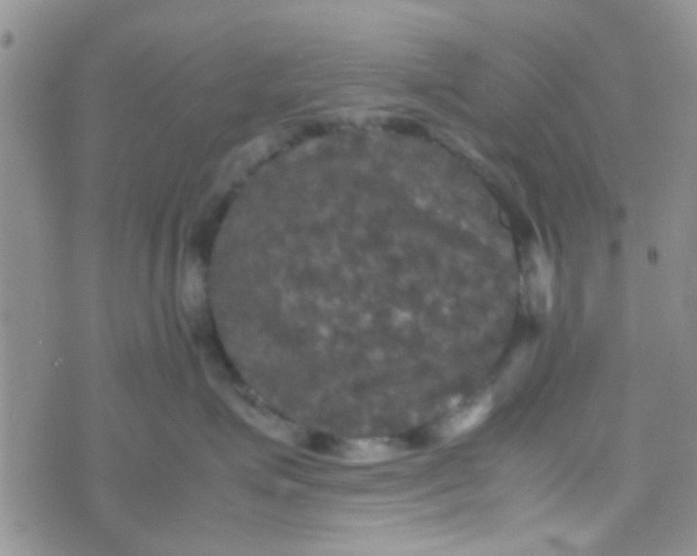 X0000070250623200606232009