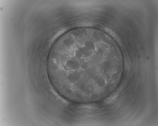 X0000070250625200606232008