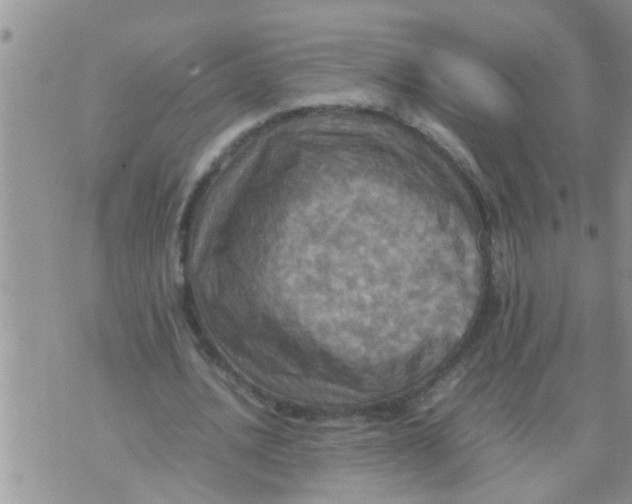 X0000070250628200606232008