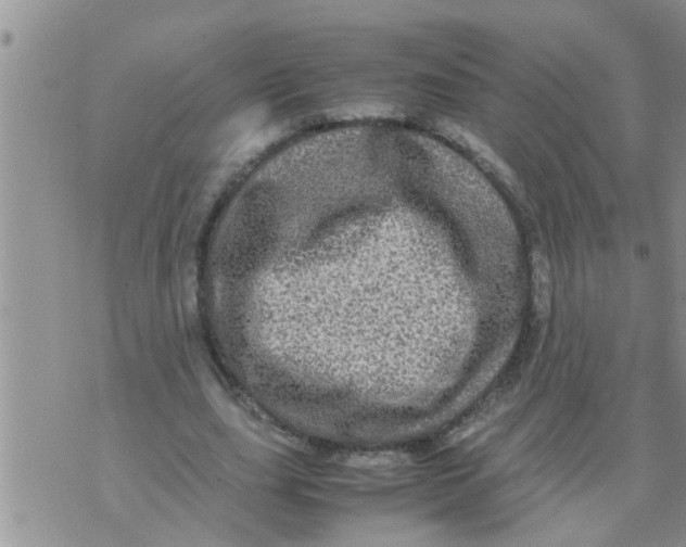 X0000070250631200606232008