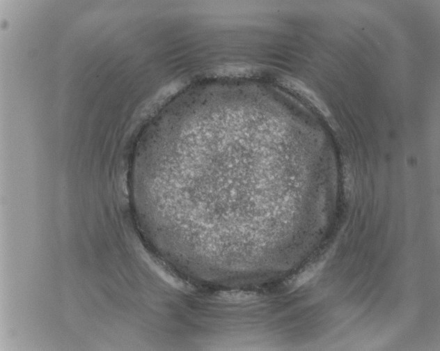 X0000070250633200606232008