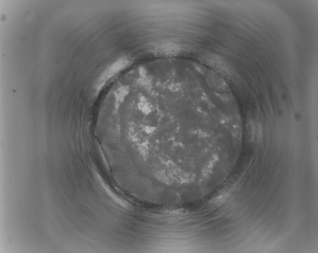 X0000070250638200606232009