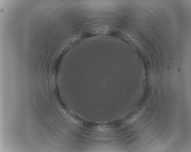 X0000070250641200606232009