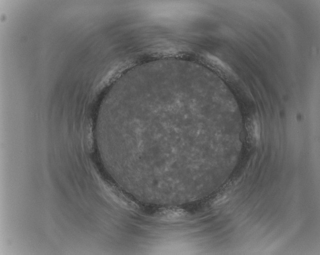 X0000070250642200606232009