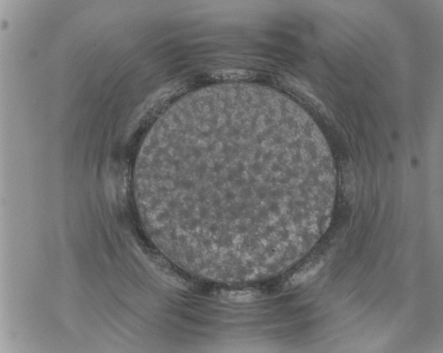 X0000070250645200606232009