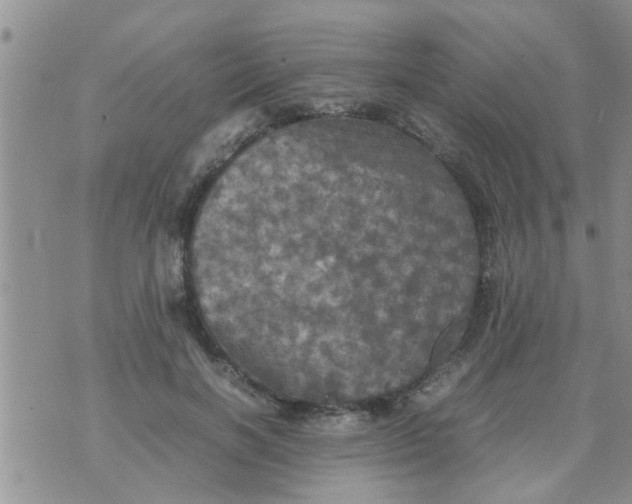 X0000070250646200606232009