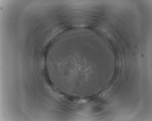 X0000070250647200606232009