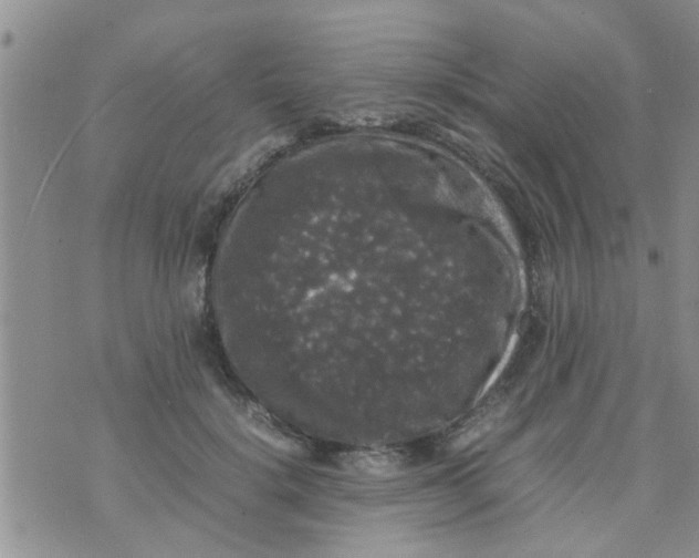 X0000070250652200606232009